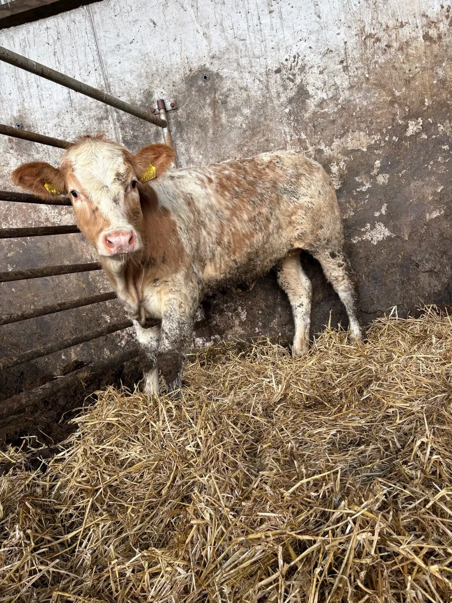 10 smashing Charolais heifers - Image 4