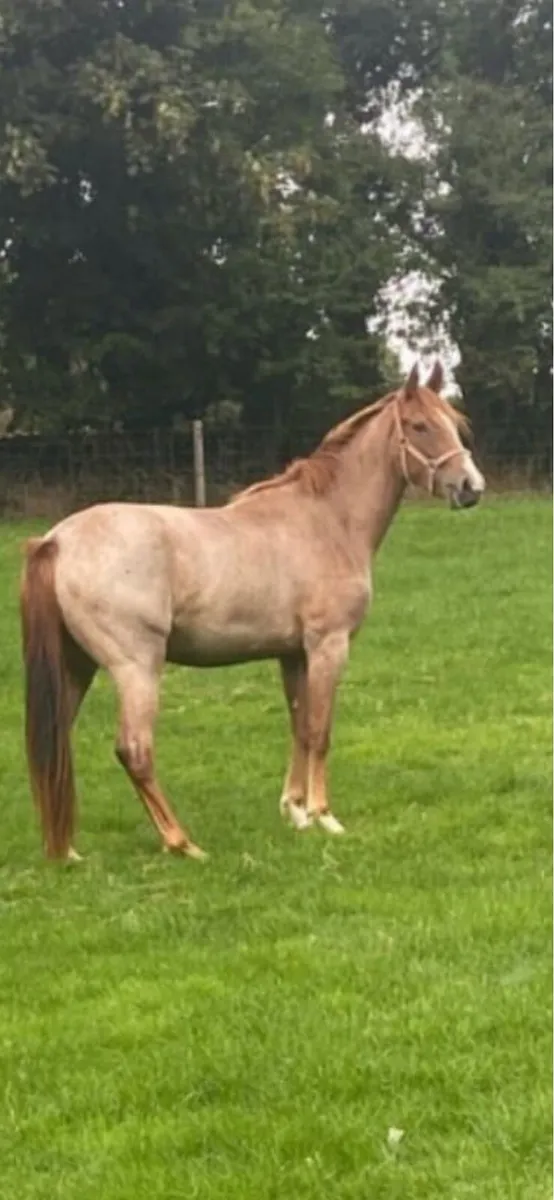 One Step Closer Roan filly