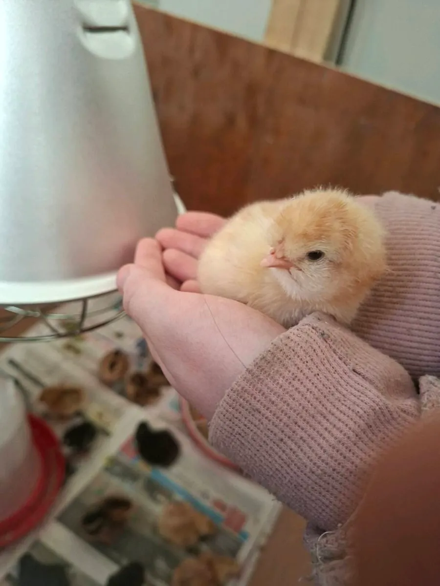 Day old chicks - Image 1