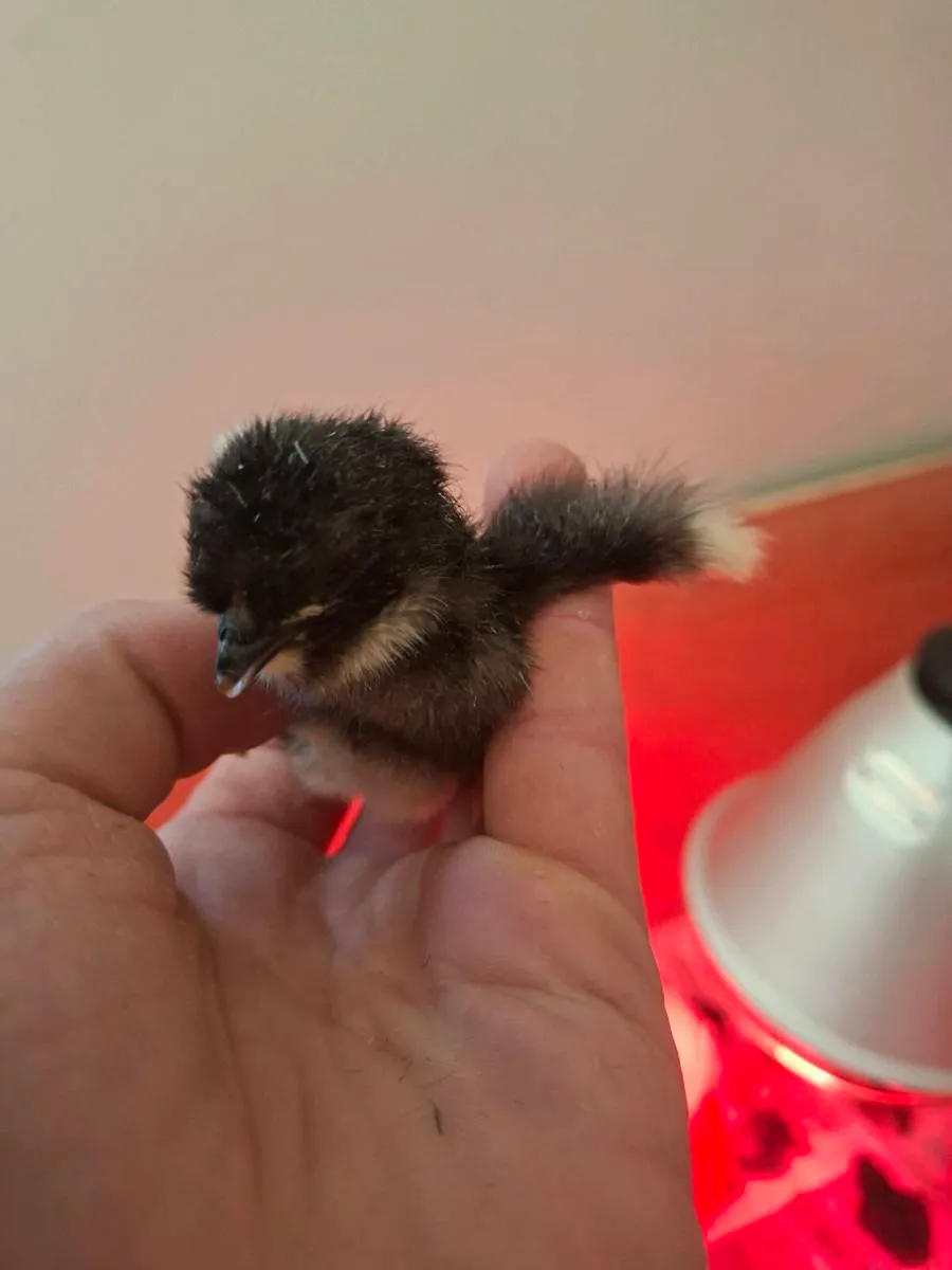 Day old chicks - Image 2
