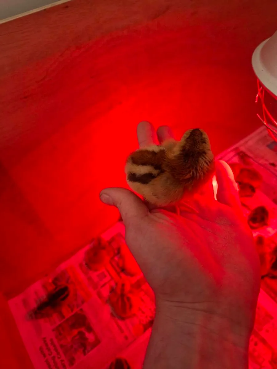 Day old chicks - Image 3