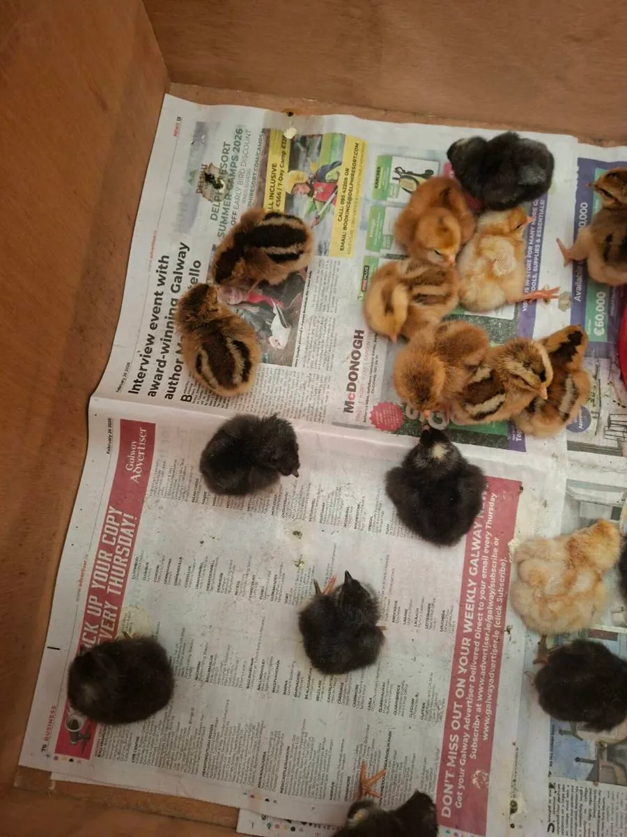 Day old chicks - Image 4