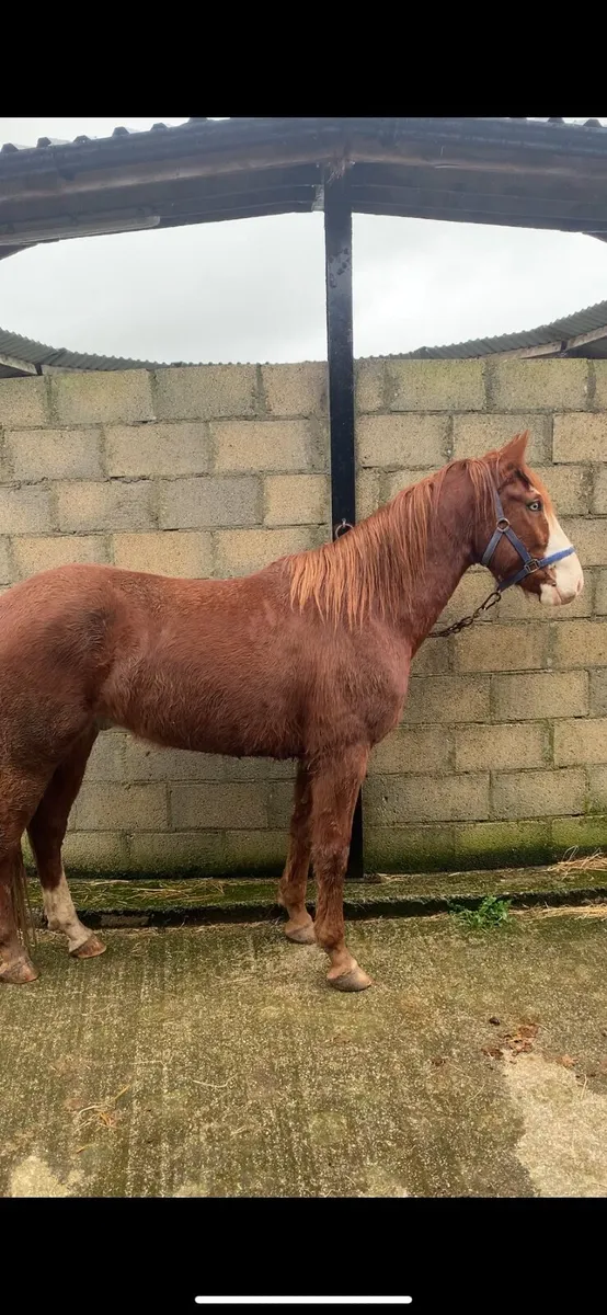 4 year old gelding - Image 1