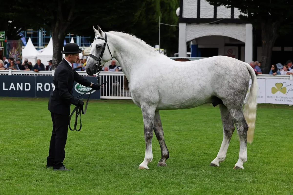 RID STALLION @ stud - Image 1