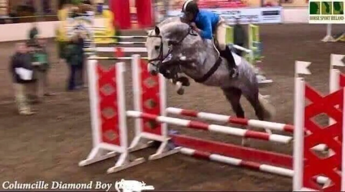 RID STALLION @ stud - Image 3