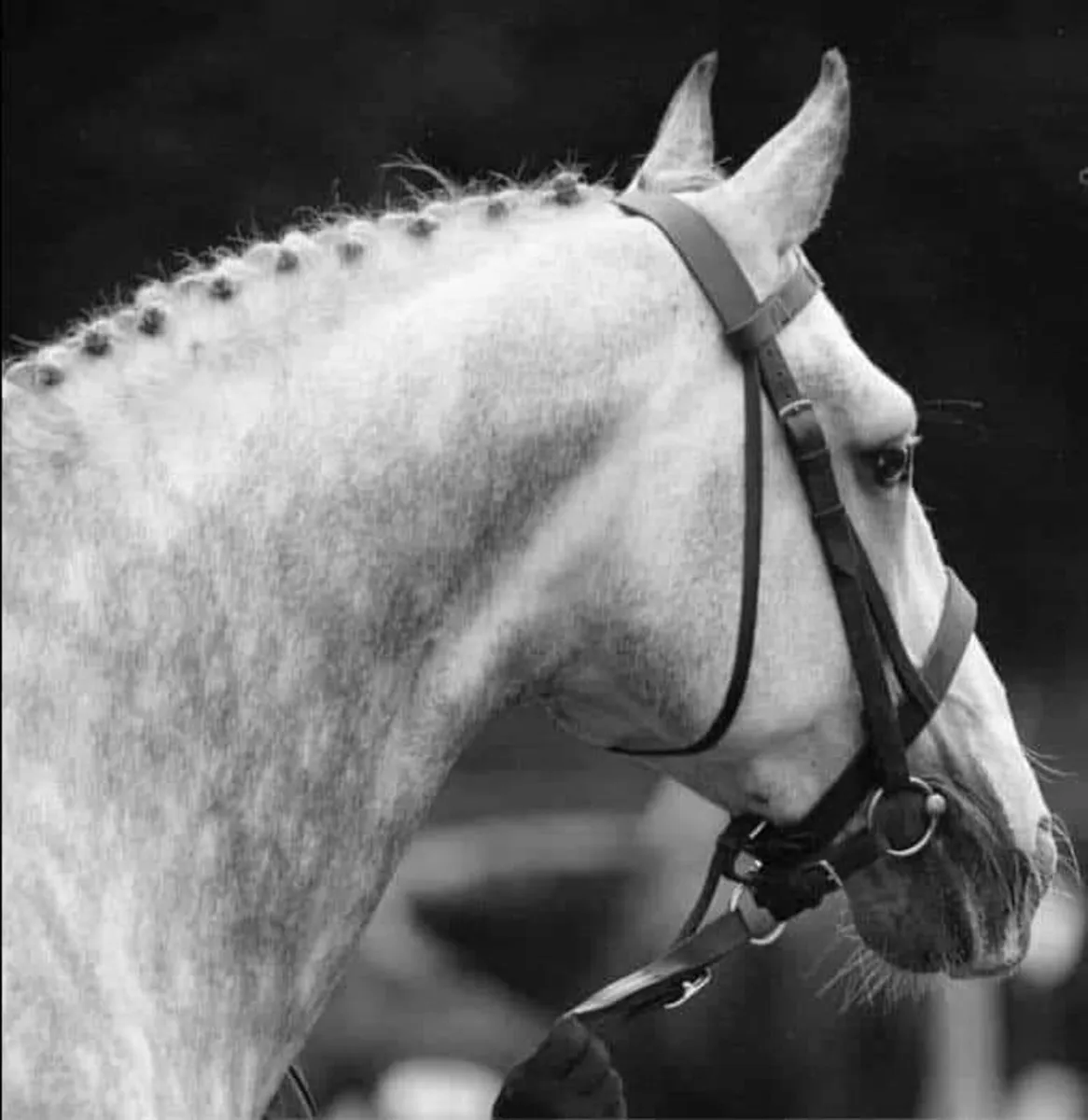 RID STALLION @ stud - Image 2