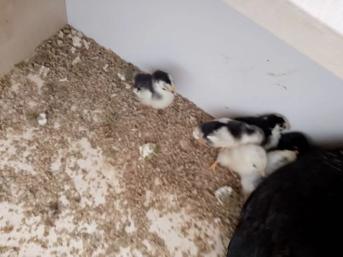 Japanese bantams - Image 1