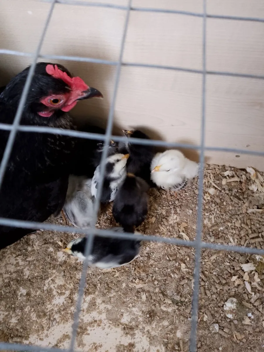 Japanese bantams - Image 2