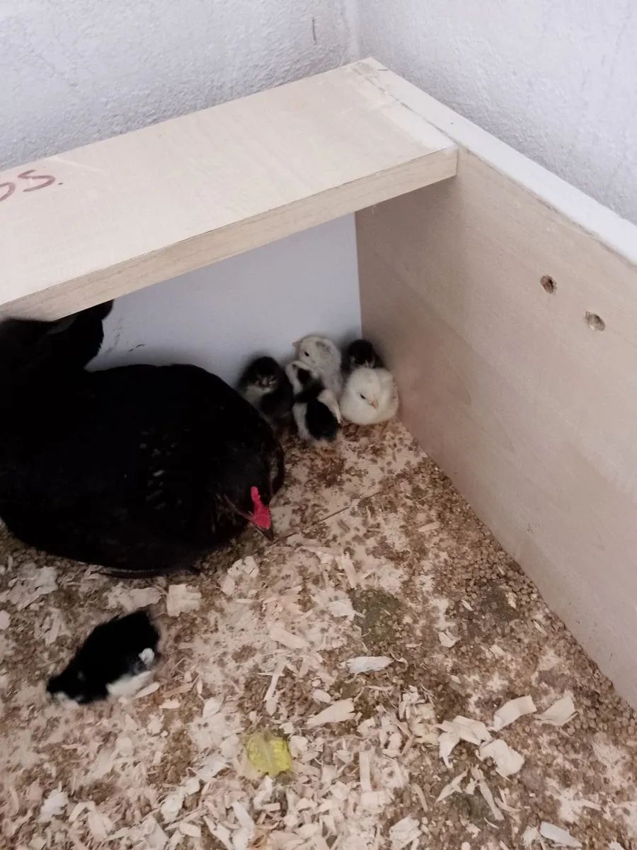 Japanese bantams - Image 3