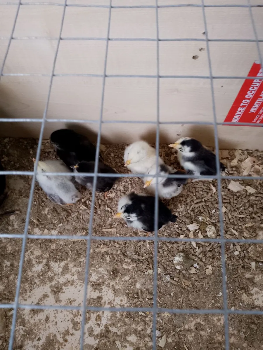 Japanese bantams - Image 4