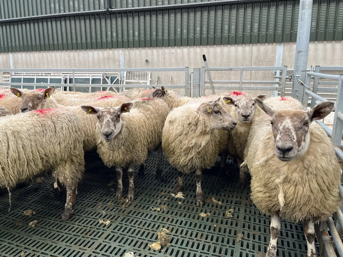 suffock  x  texel  hoggats - Image 4