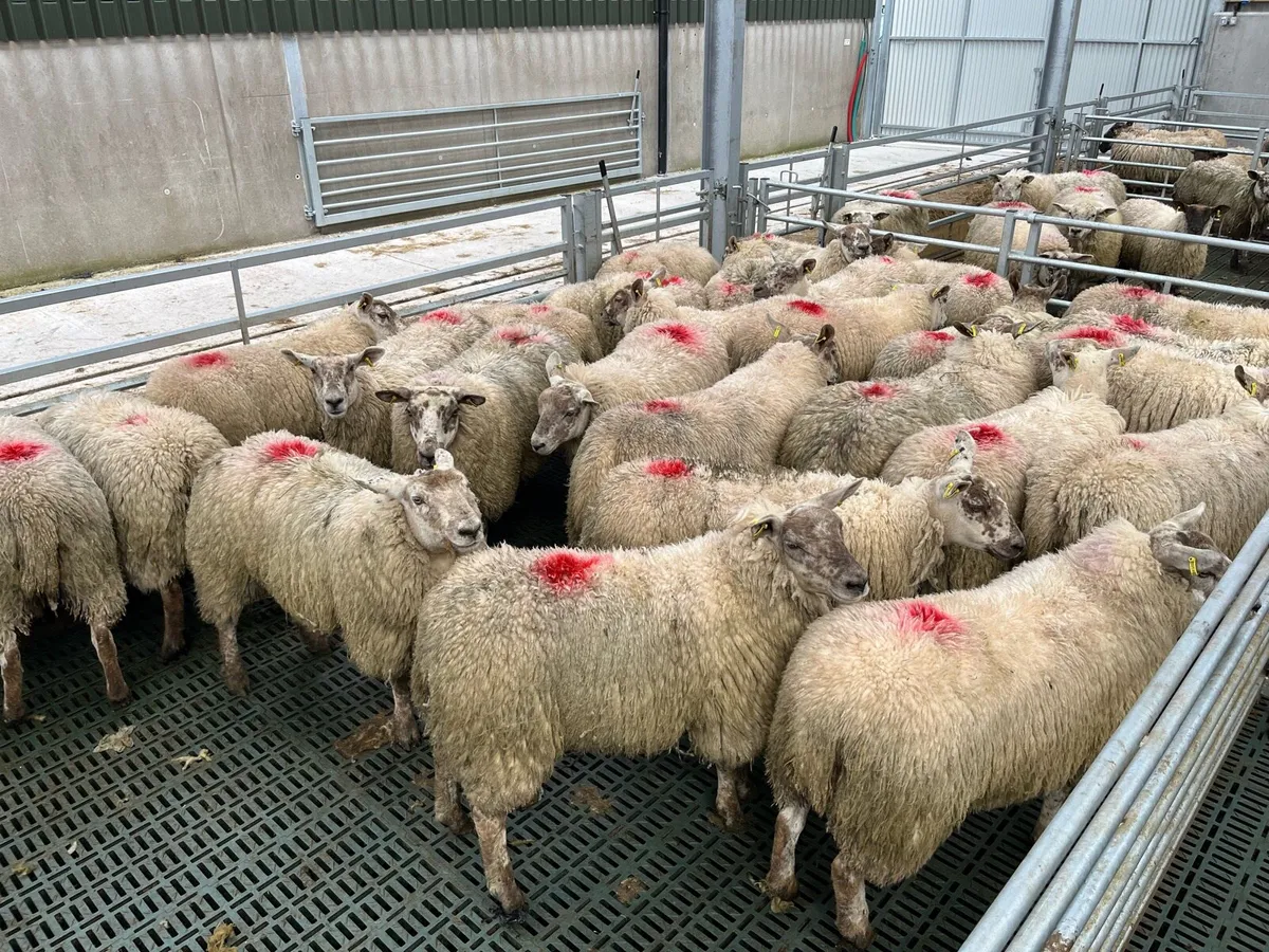 suffock  x  texel  hoggats. - Image 2