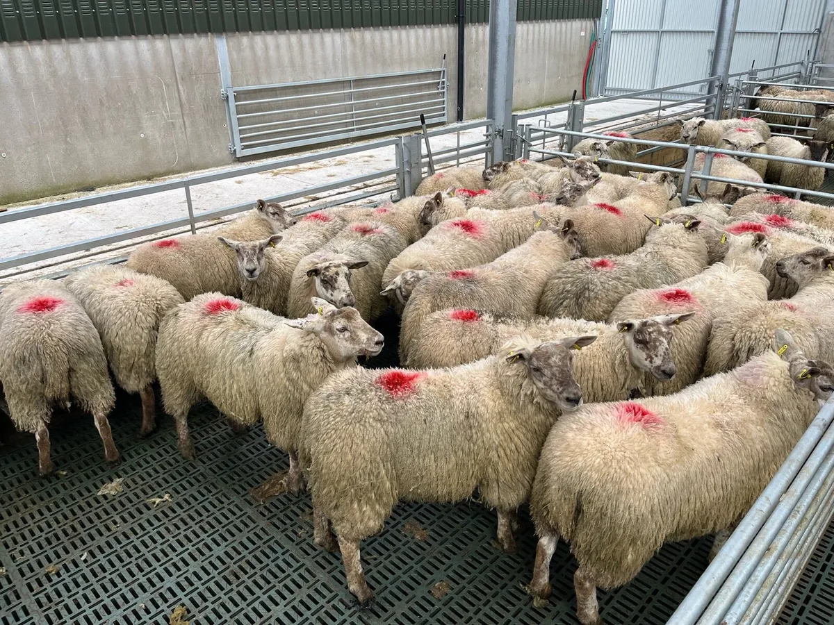 suffock  x  texel  hoggats - Image 1