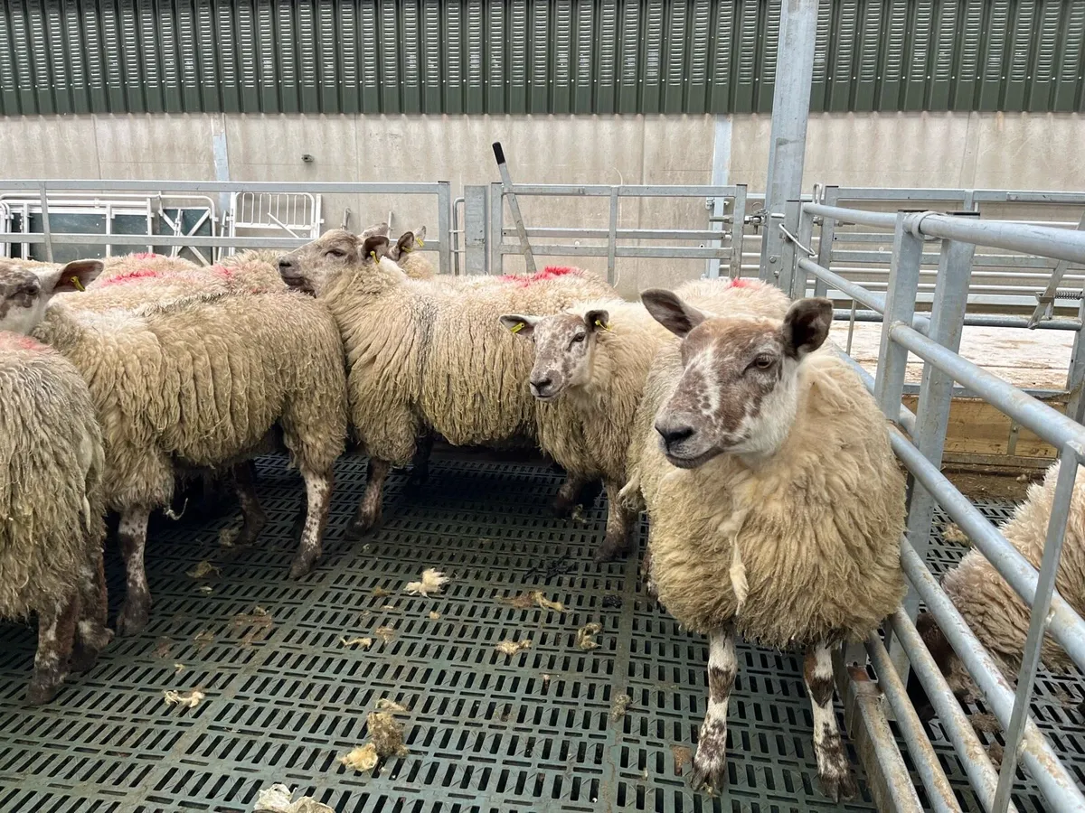 suffock  x  texel  hoggats - Image 3