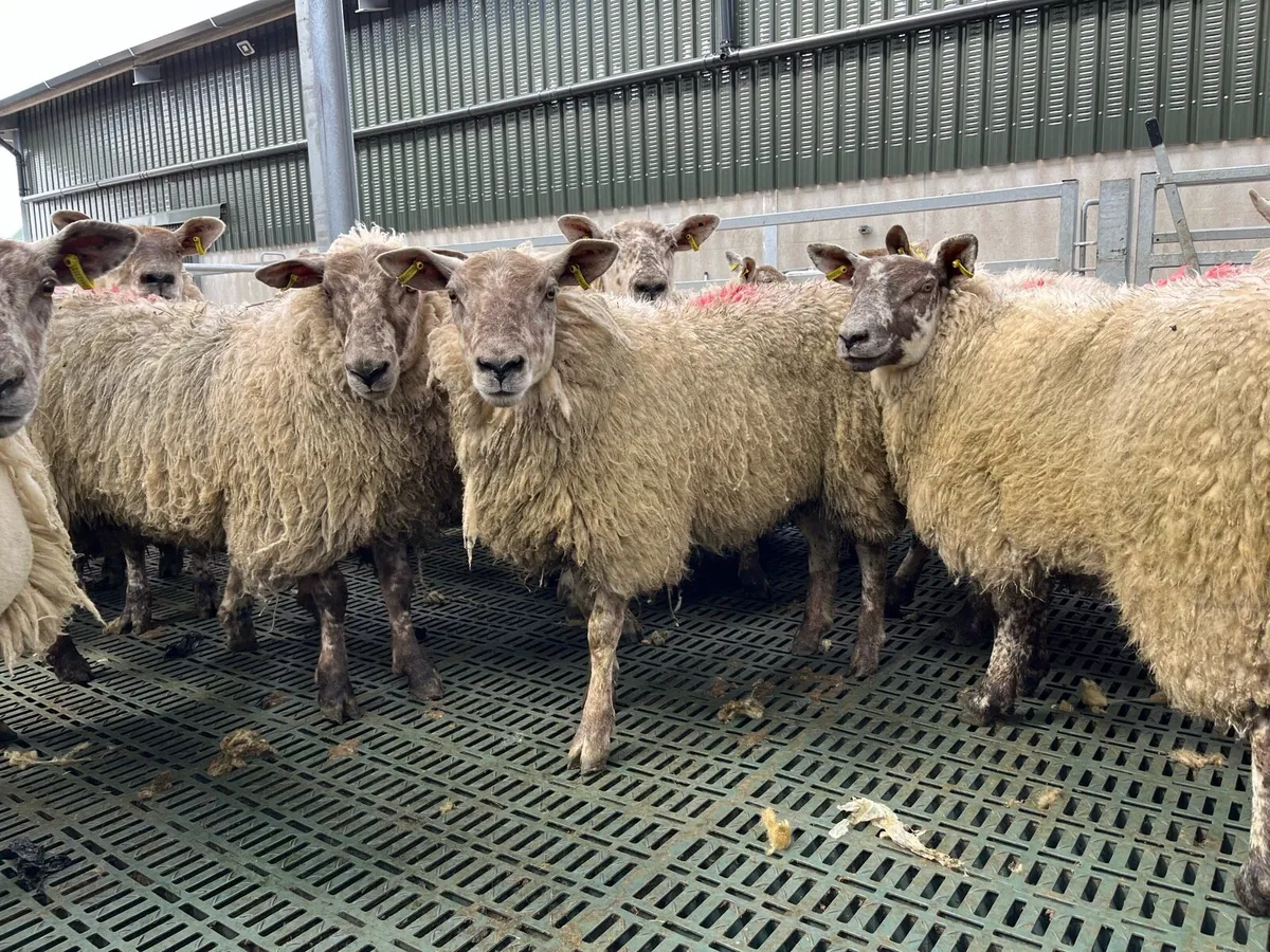 suffock  x  texel  hoggats. - Image 3