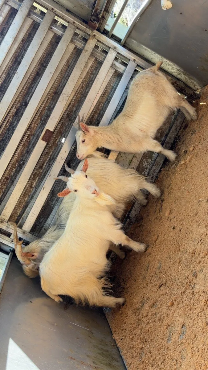 Pygmy Goats - Image 3