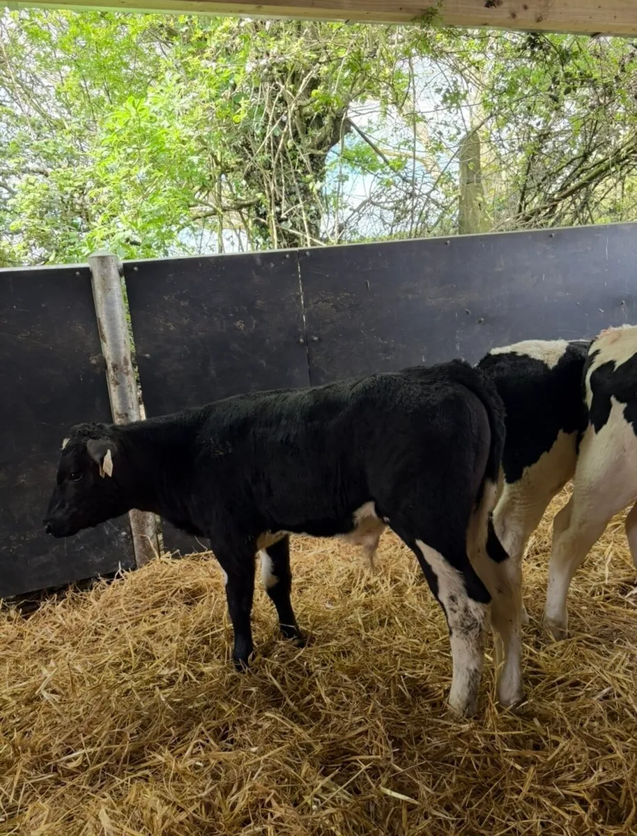 8 super fully reared 3 month old sim/fr bulls 🔥 - Image 2