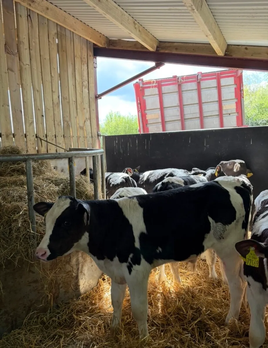 8 super fully reared 3 month old sim/fr bulls 🔥 - Image 3