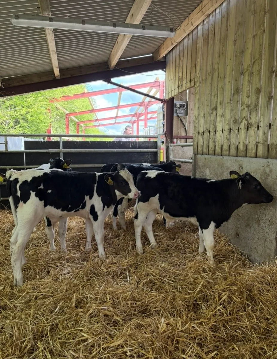 8 super fully reared 3 month old sim/fr bulls 🔥 - Image 4