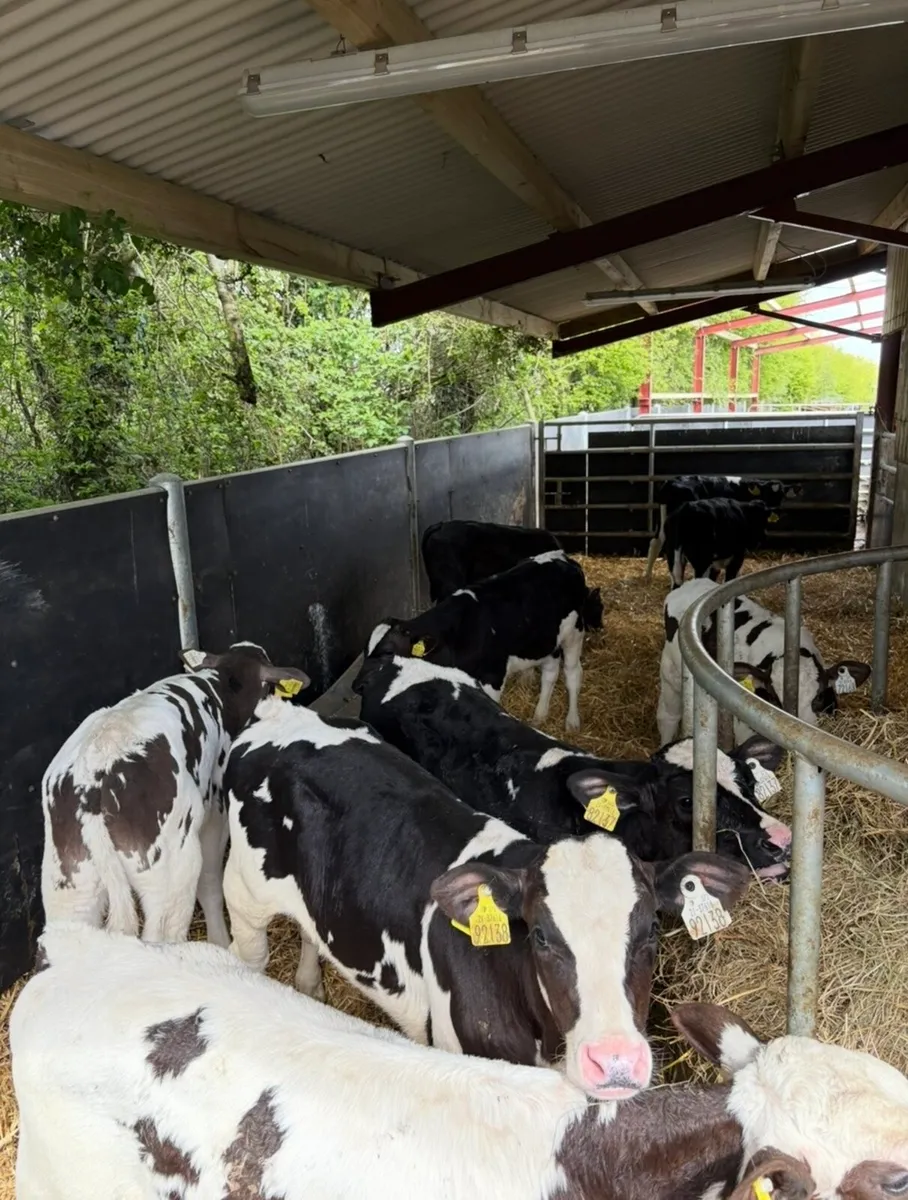 8 super fully reared 3 month old sim/fr bulls 🔥 - Image 1