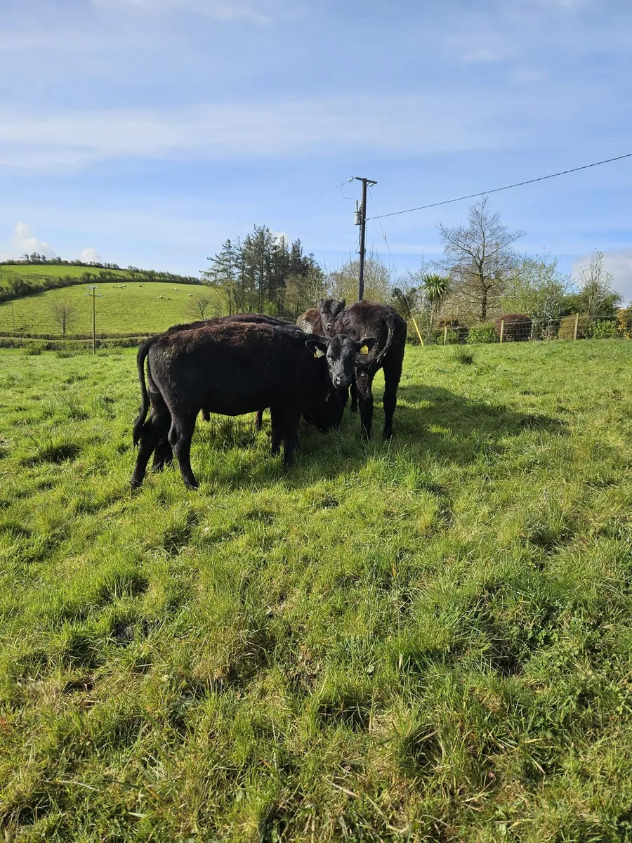 50 heifers - Image 2