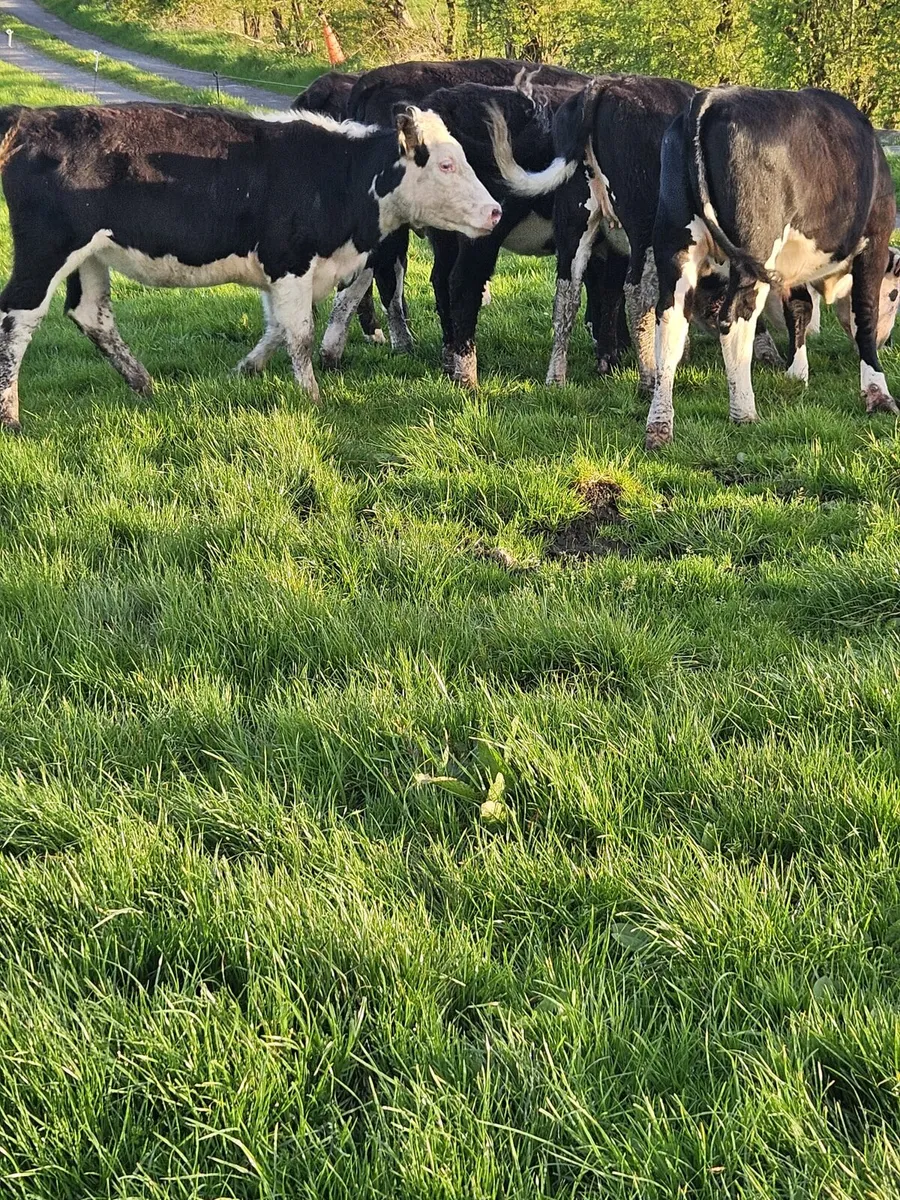 50 heifers - Image 1