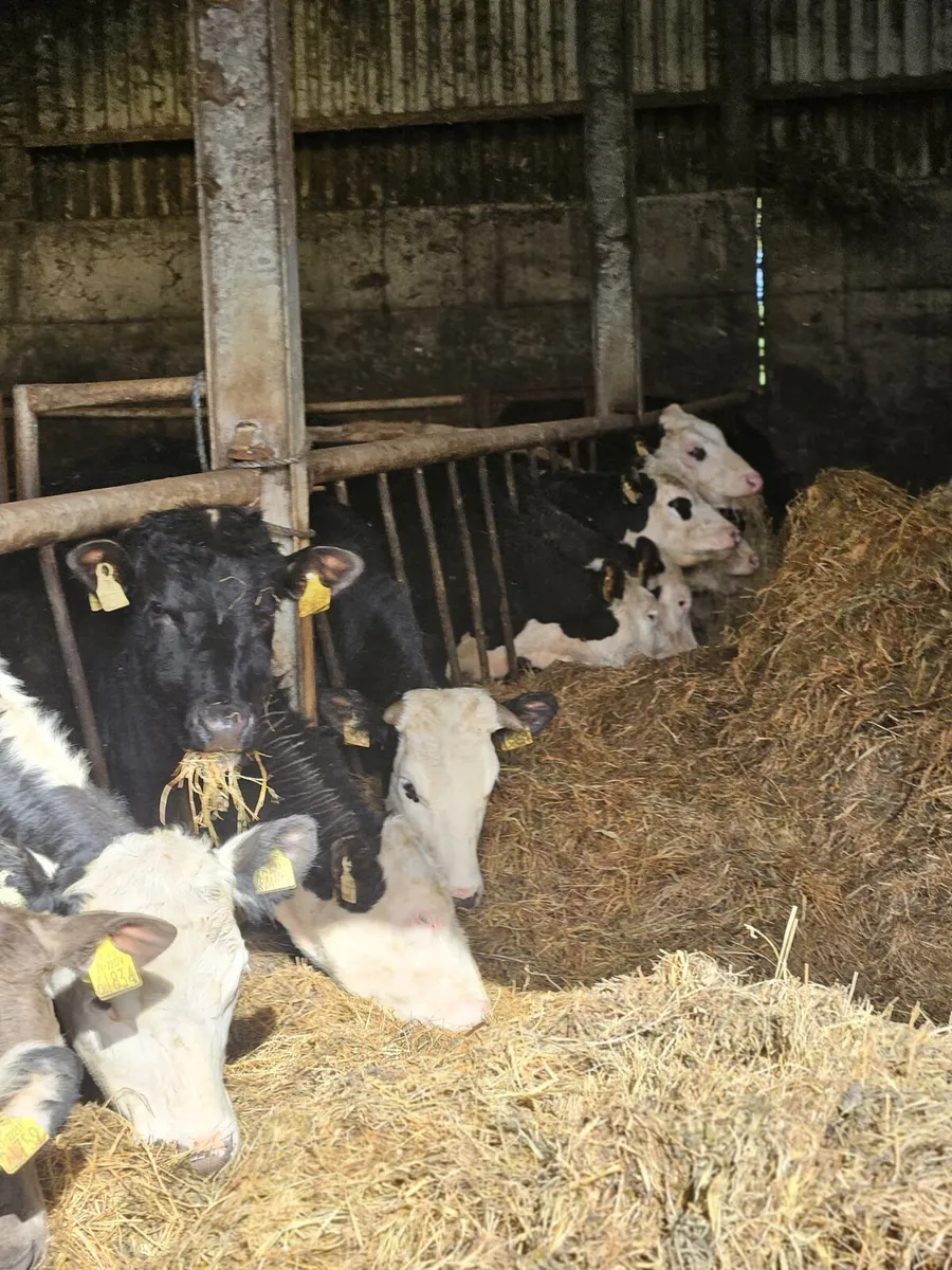 50 heifers - Image 3