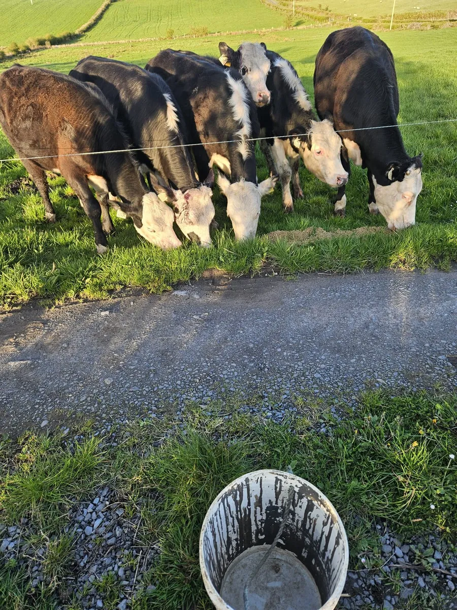 50 heifers - Image 4