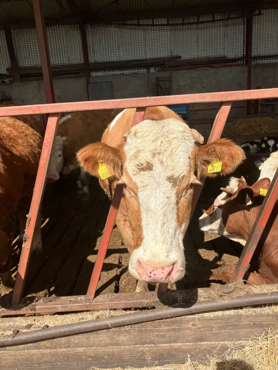 2 Suckler Cows - Image 2