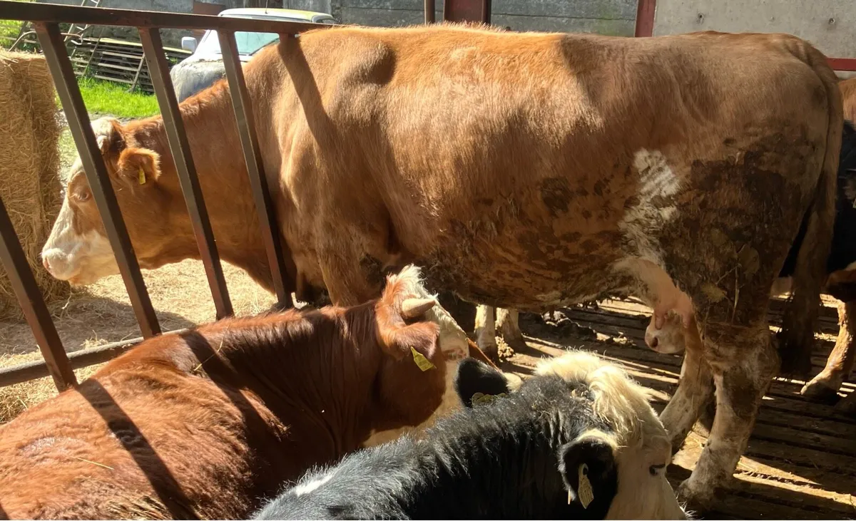 2 Suckler Cows - Image 3