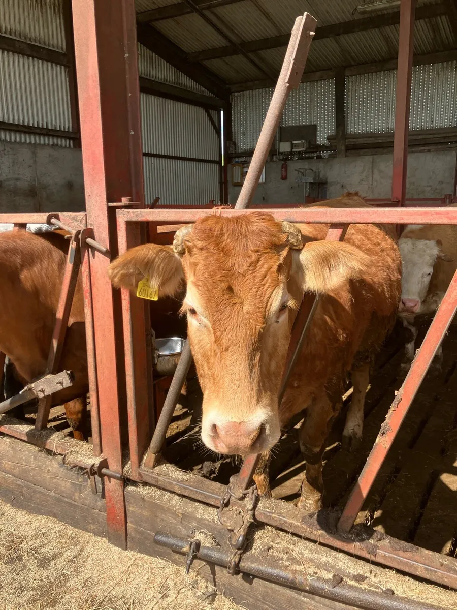 2 Suckler Cows - Image 4