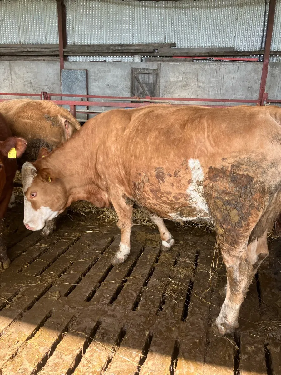 2 Suckler Cows - Image 1