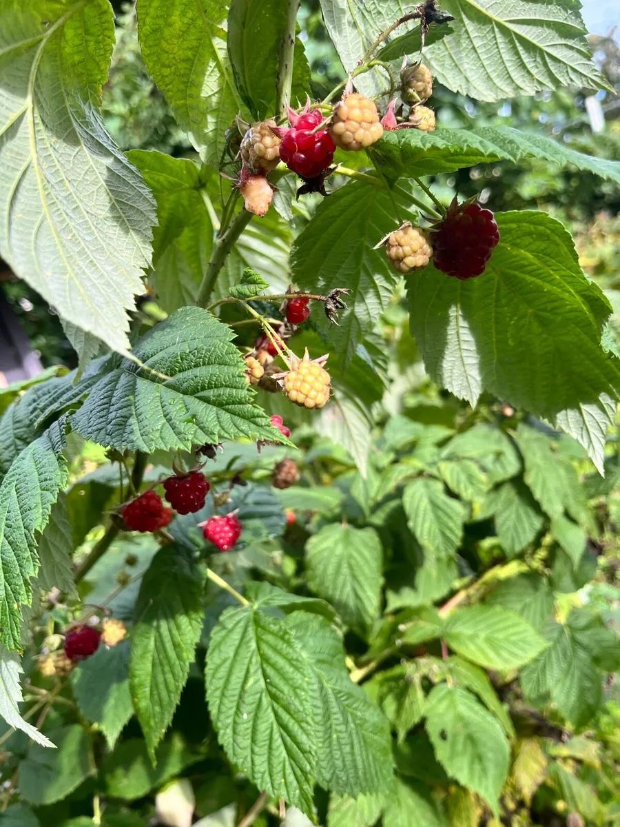 Raspberry young  bushes - Image 2