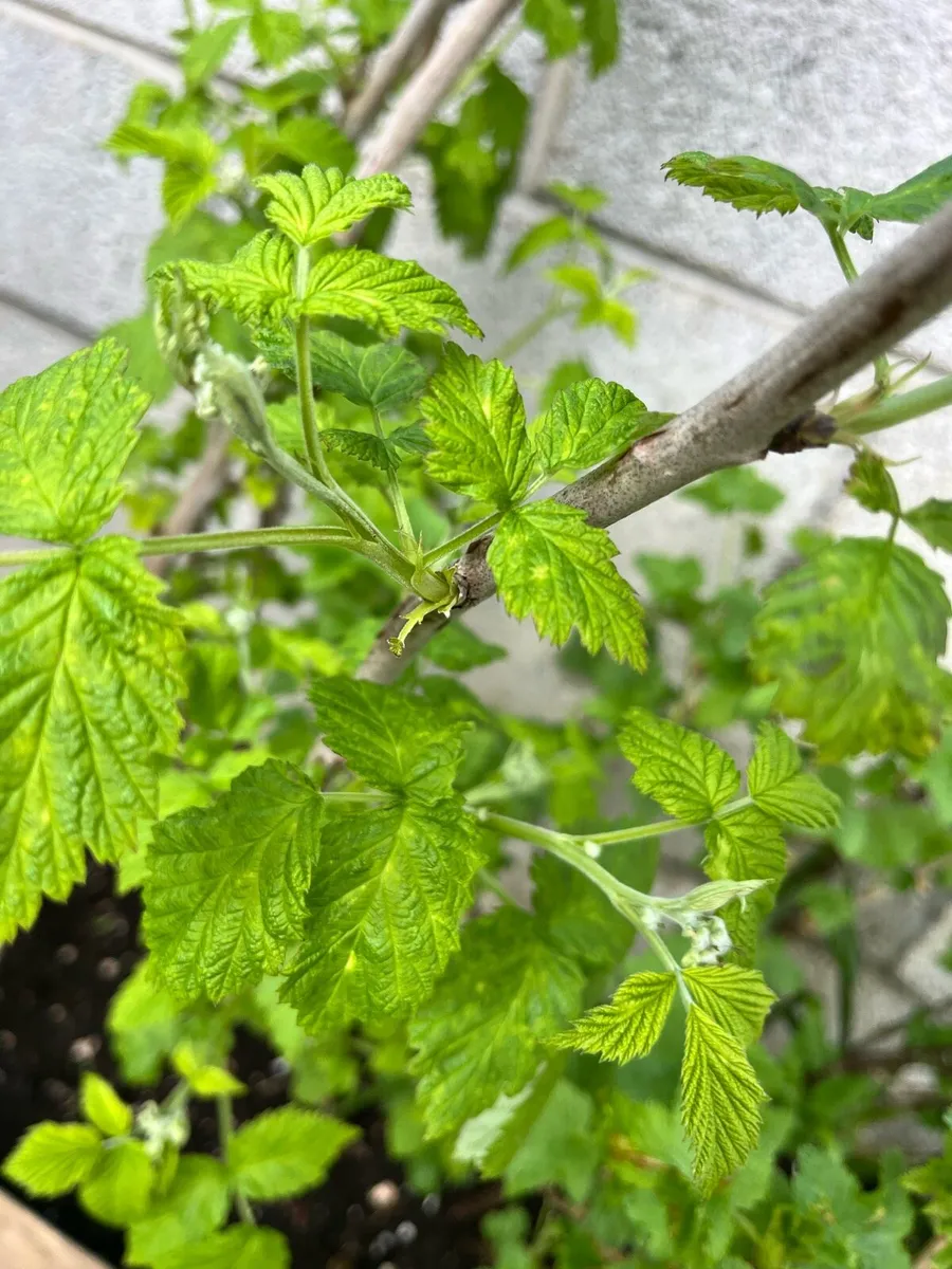 Raspberry young  bushes - Image 4