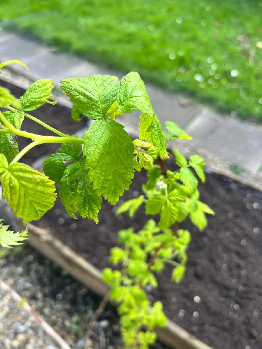 Raspberry young  bushes - Image 1