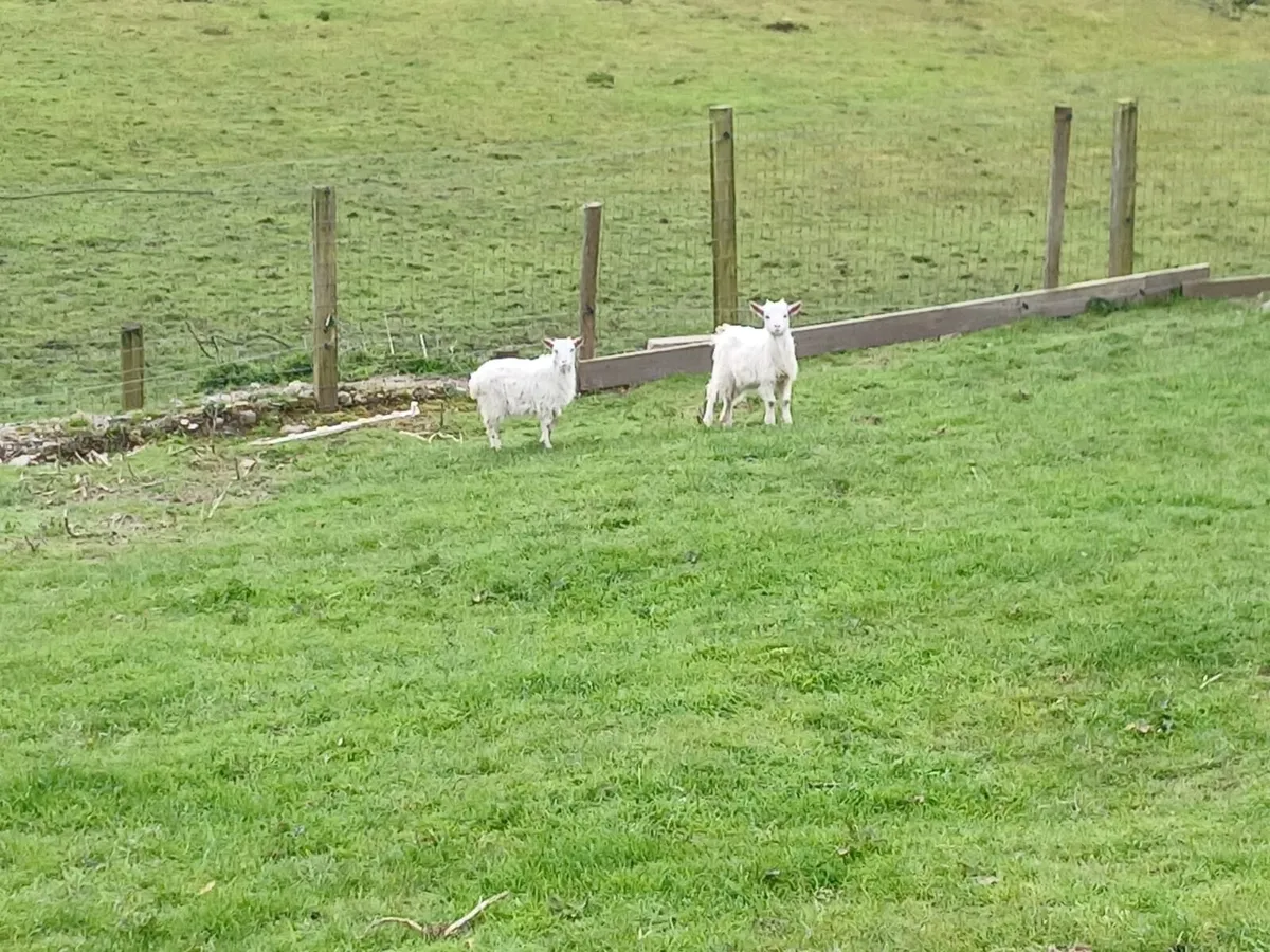 pygmy female kids - Image 2
