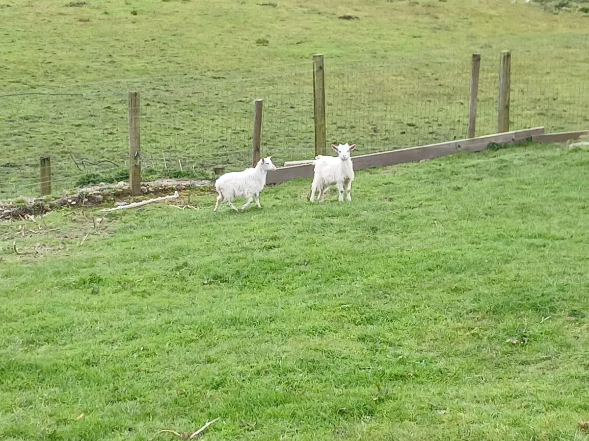 pygmy female kids - Image 3