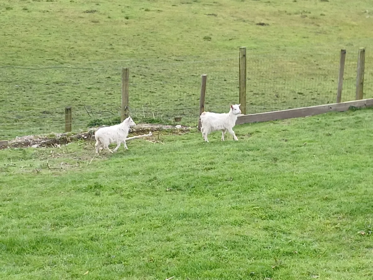 pygmy female kids - Image 1