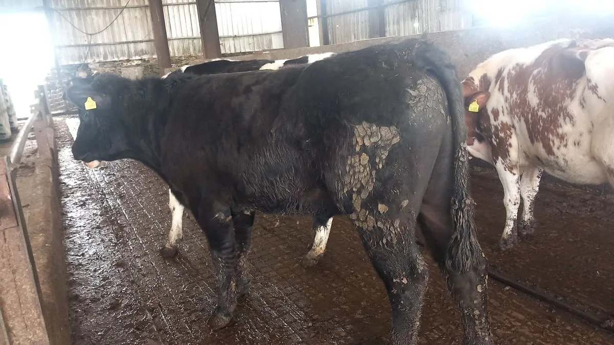 Angus bull - Image 2