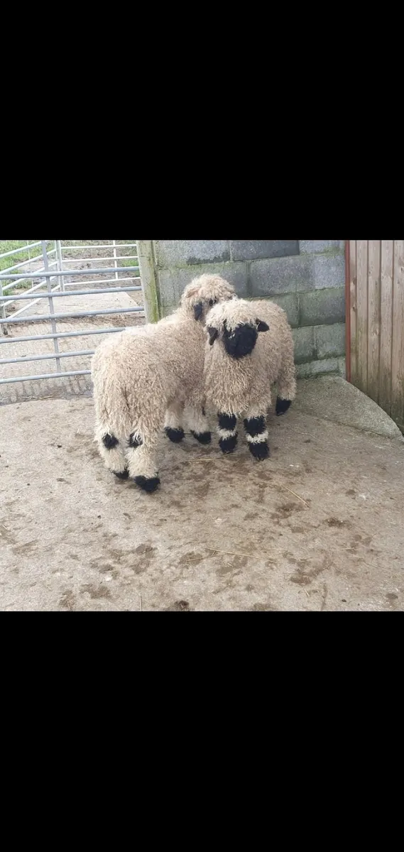 Valais Blacknose Sheep - Image 3