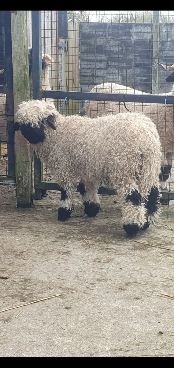 Valais Blacknose Sheep - Image 2