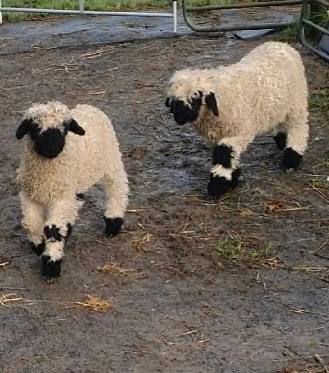 Valais Blacknose Sheep - Image 4