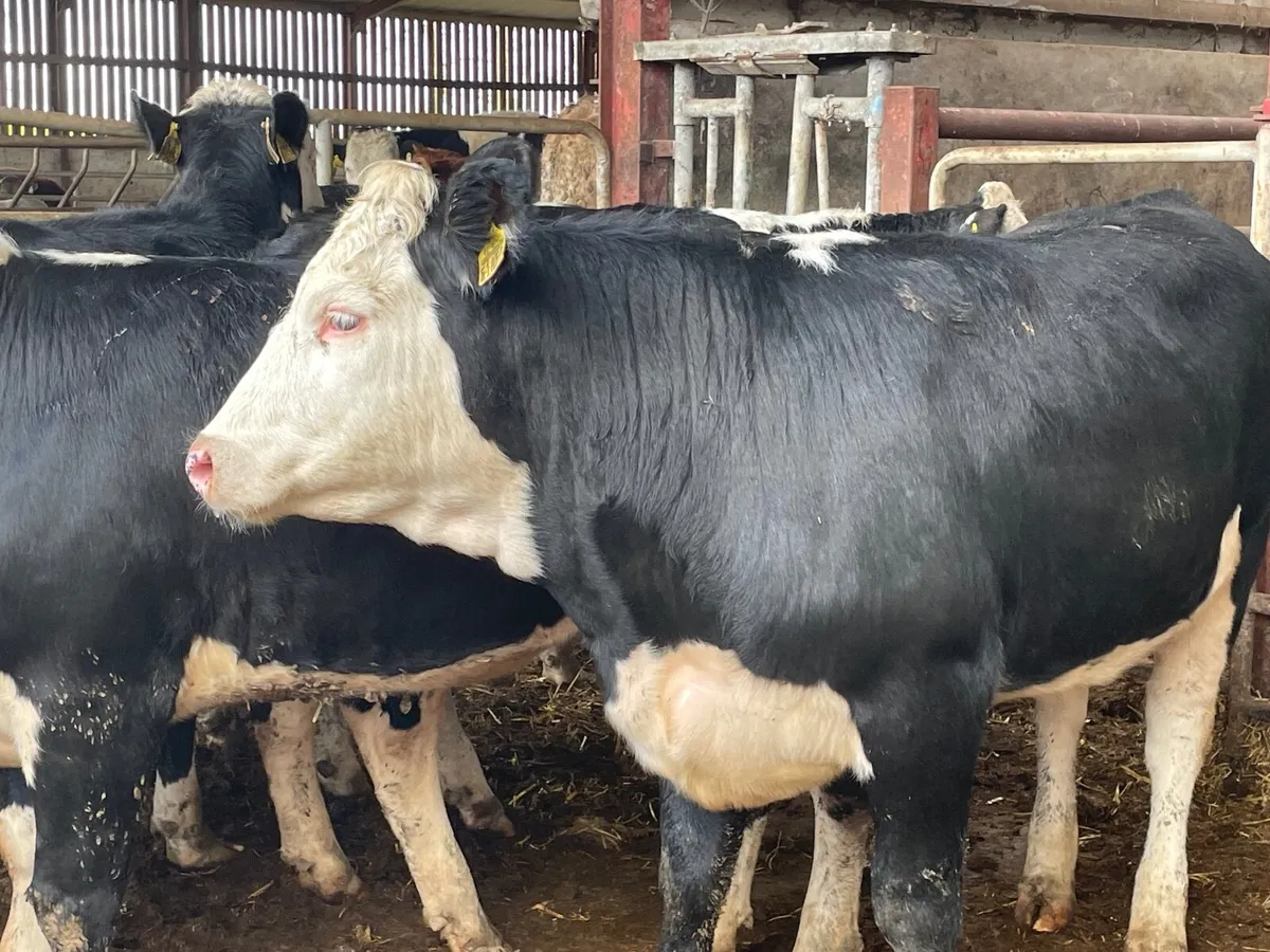 8 super 360kg Hereford heifers - Image 3