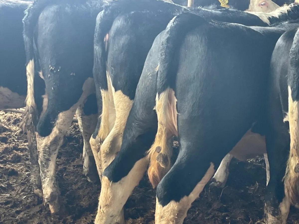 8 super 360kg Hereford heifers - Image 2