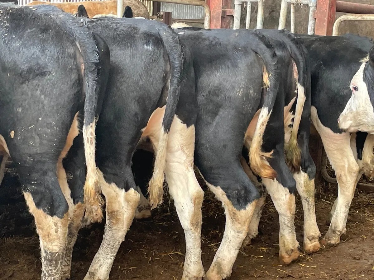 8 super 360kg Hereford heifers - Image 4