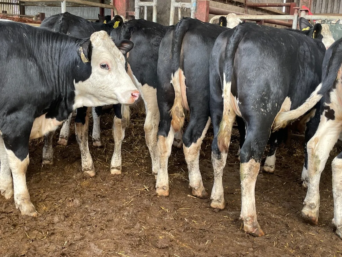 8 super 360kg Hereford heifers - Image 1