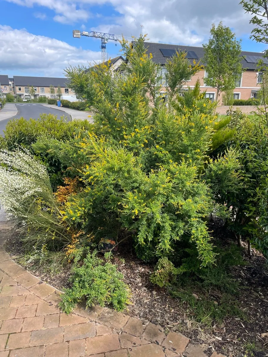 Garden plants shrubs - Image 1