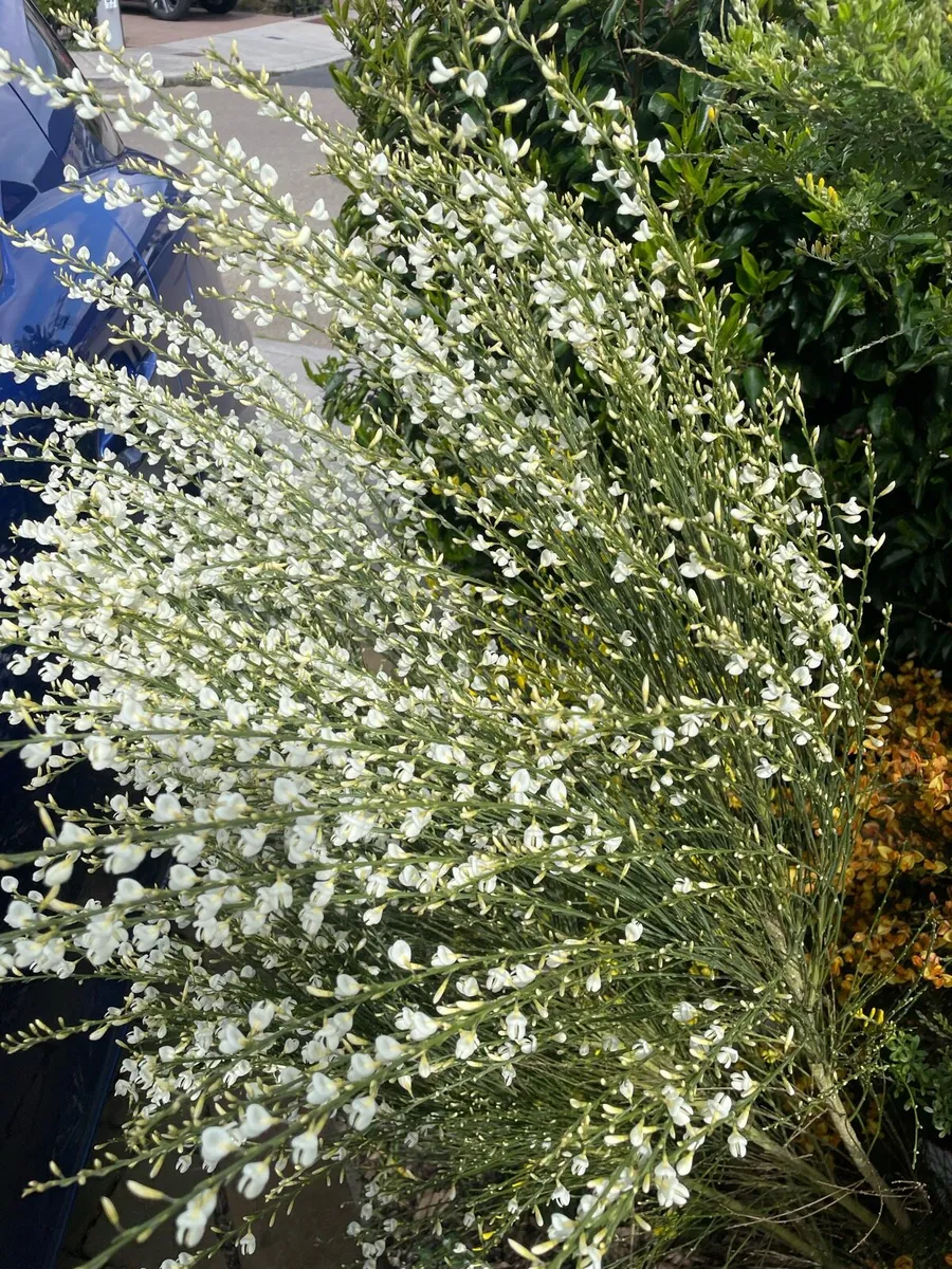 Garden plants shrubs - Image 2