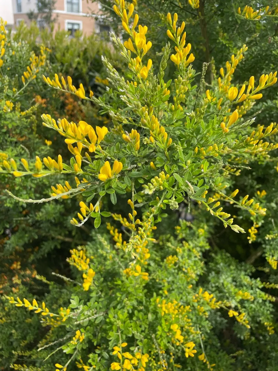 Garden plants shrubs - Image 4