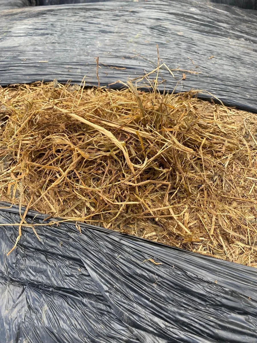 Silage - Image 1